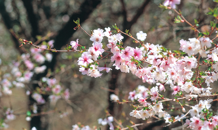 世界遺産 富士山の豊かな自然