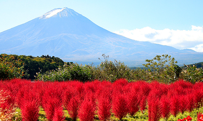 世界遺産 富士山の豊かな自然